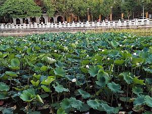 Kunming - Parc Cuihu - 71